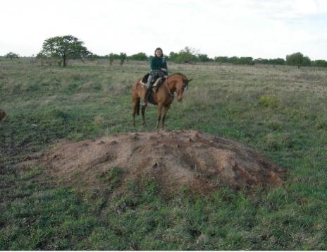 Carolina a caballo frente a un gran hormiguero