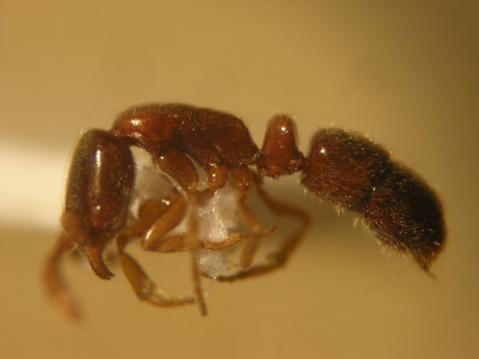 Ponera testacea