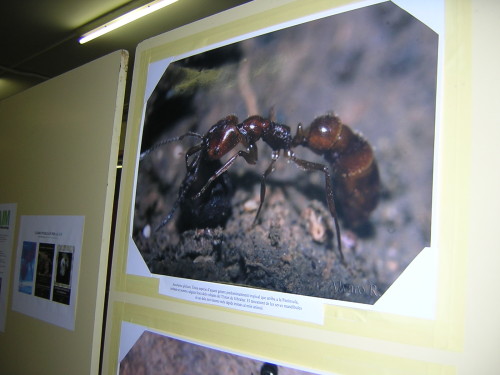 Foto de Anochetus en el panel de la exposición
