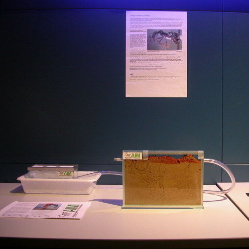 El hormiguero en la exposición