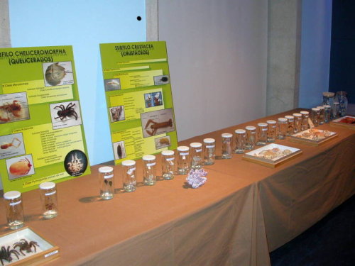 Parte de la exposición de artrópodos