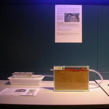 Formicario en Naturnova Formicario en Naturnova