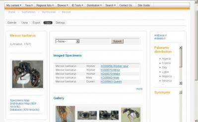 FichaEspecieFormicidae: Ejemplo de una ficha de especie en la web formicidae.org FichaEspecieFormicidae: Ejemplo de una ficha de especie en la web formicidae.org