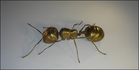 hormiga de oro